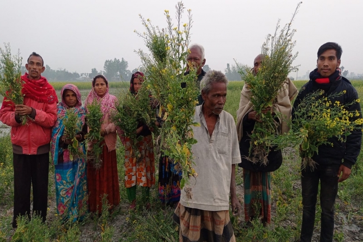 ডিমলায় প্রণোদনার সরিষা বীজ নিম্নমান,  স্বপ্ন ভঙ্গ কৃষকের