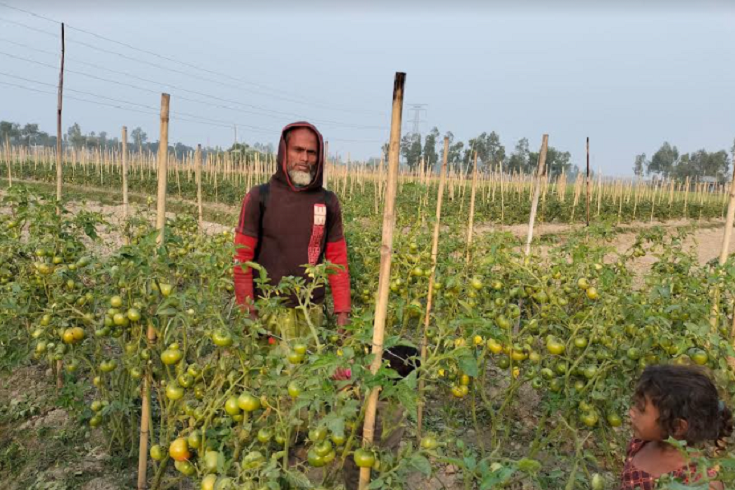 টমেটো চাষে স্বাবলম্বী কৃষক আক্কাস আলী