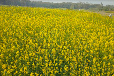 ভোলায় সরিষার বাম্পার ফলন