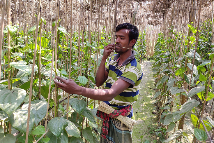 ঐতিহ্য হারাচ্ছে চুয়াডাঙ্গার মিষ্টি পান