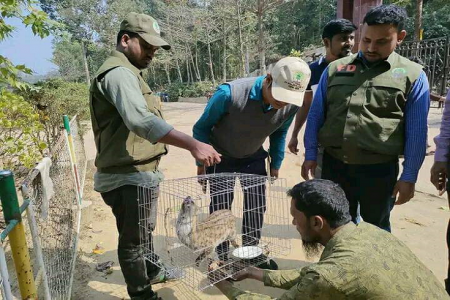 উদ্ধারকৃত বিলুপ্তপ্রায় গন্ধগোকুল হস্তান্তর শেখ রাসেল ইকোপার্কে