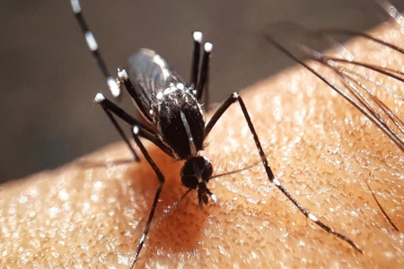 ডেঙ্গু আক্রান্ত হয়ে ৫ জন হাসপাতালে ভর্তি