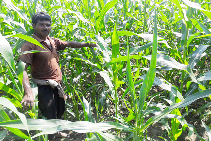 জীবননগরে এবার রেকর্ড পরিমান ভুট্টা চাষ