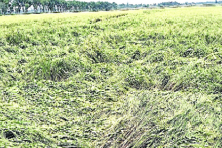 জীবননগরে কালবৈশাখী ঝড় ও শিলাবৃষ্টিতে ফসলের ক্ষতি
