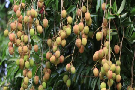 নওগাঁয় লিচুর বাম্পার ফলন