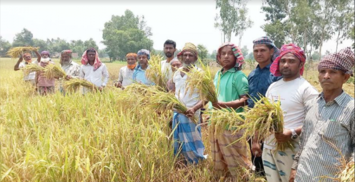 সাতকানিয়া কৃষকলীগের উদ্যোগে কৃষকের ধান কাটা ও মাড়াইয়ের উদ্বোধন