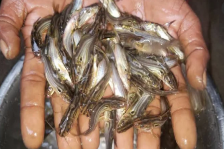 চন্দনাইশে গলায় জীবন্ত মাছ আটকে শিশুর মৃত্যু 