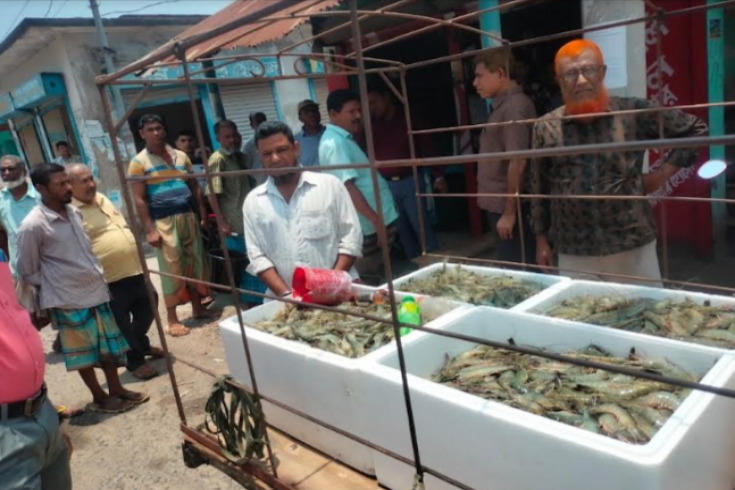 কালিগঞ্জে চিংড়ি মাছে অপদ্রব্য পুশ করার অপরাধে ব্যবসায়ীকে ১ মাসের কারাদন্ড