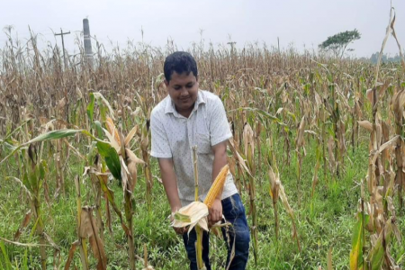 নবীগঞ্জে ভুট্টা চাষে সফল তরুণ উদ্যোক্তা জামশেদ