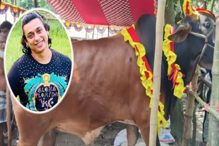 গরুর হাটে ‘জায়েদ খান’ এর দাম ৮ লাখ