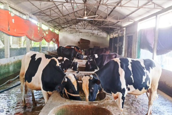 চুয়াডাঙ্গায় ৭০০ কোটি টাকার পশু বেচাকেনার প্রত্যাশা খামারিদের