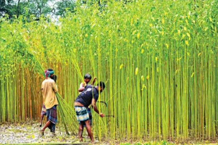 পানির অভাবে পাট জাগ দেওয়া নিয়ে দুশ্চিন্তায় চুয়াডাঙ্গার কৃষকরা