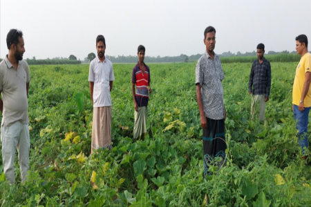 চুয়াডাঙ্গায় এসিআই ও লালতীর কুমড়ার বীজ কিনে ক্ষতিগ্রস্থ চাষিরা