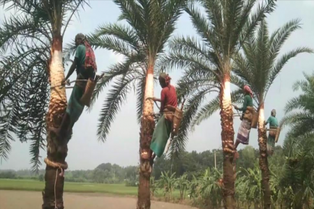 শীতের আগমনী বার্তা, খেজুর গাছ প্রস্তুতে ব্যস্ত গাছিরা