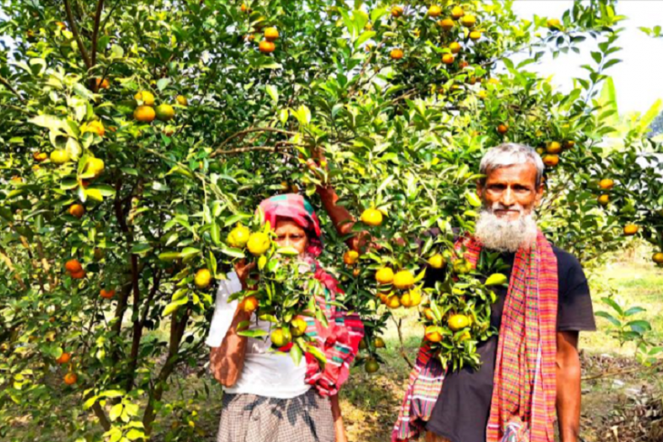 চুয়াডাঙ্গায় কমলা চাষে মেছের আলীর অভাবনীয় সাফল্য 