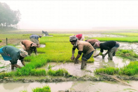 জীবননগরে তীব্র শীতকে উপেক্ষা করে বোরো চাষে ব্যস্ত চাষিরা