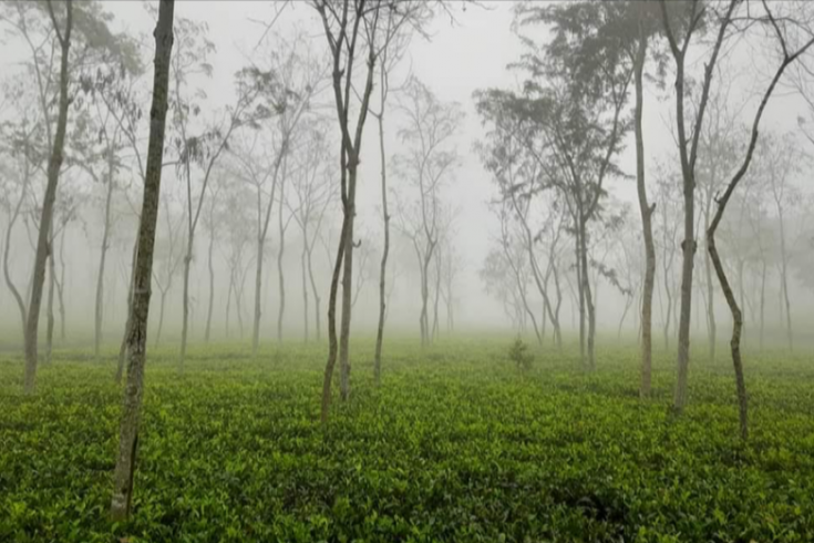 দেশের সর্বনিম্ন তাপমাত্রা শ্রীমঙ্গলে 