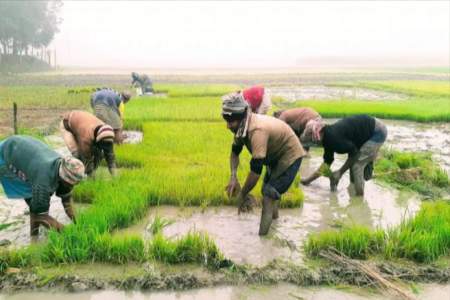 চুয়াডাঙ্গায় ঘন কুয়াশায় বোরো আবাদ ব্যাহতের শঙ্কা