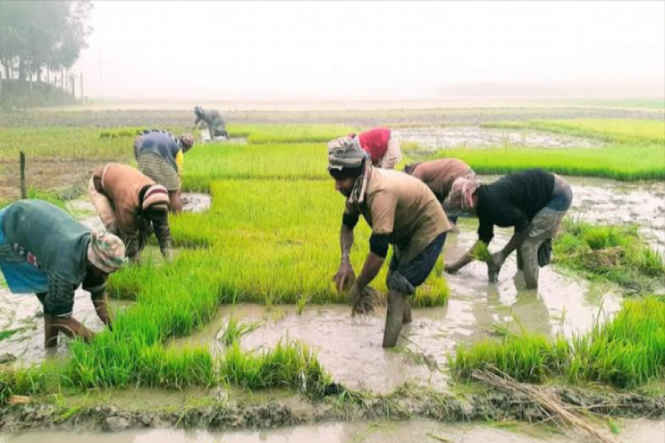 চুয়াডাঙ্গায় ঘন কুয়াশায় বোরো আবাদ ব্যাহতের শঙ্কা