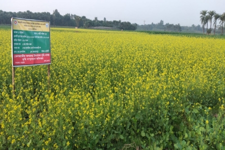 চুয়াডাঙ্গায় দিগন্ত জুড়ে সরিষার হলুদ ফুলে সেজেছে কৃষকের মাঠ