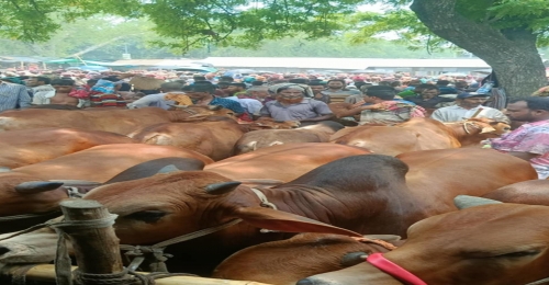 চুয়াডাঙ্গায় শেষ মুহূর্তে জমে উঠেছে কোরবানির পশুর হাট 