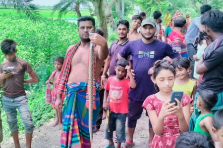 জীবননগরে দেখা মিলছে রাসেল'স ভাইপার