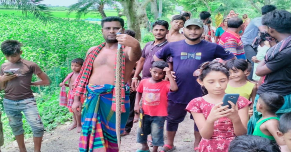 জীবননগরে দেখা মিলছে রাসেল'স ভাইপার