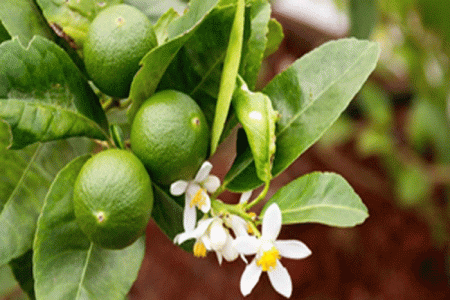 জামালপুরে লেবু বাগান করে গ্রামীন মহিলারা স্বাবলম্বী
