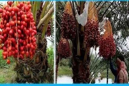 জামালপুরে সৌদির খেজুর বাগানে উৎসাহ বাড়ছে
