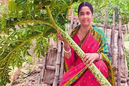 জামালপুরে জনপ্রিয় হচ্ছে মাদ্রাজি ওলকচুর চাষ
