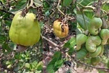 জামালপুরে কাজু বাদাম চাষের উজ্জল সম্ভাবনা