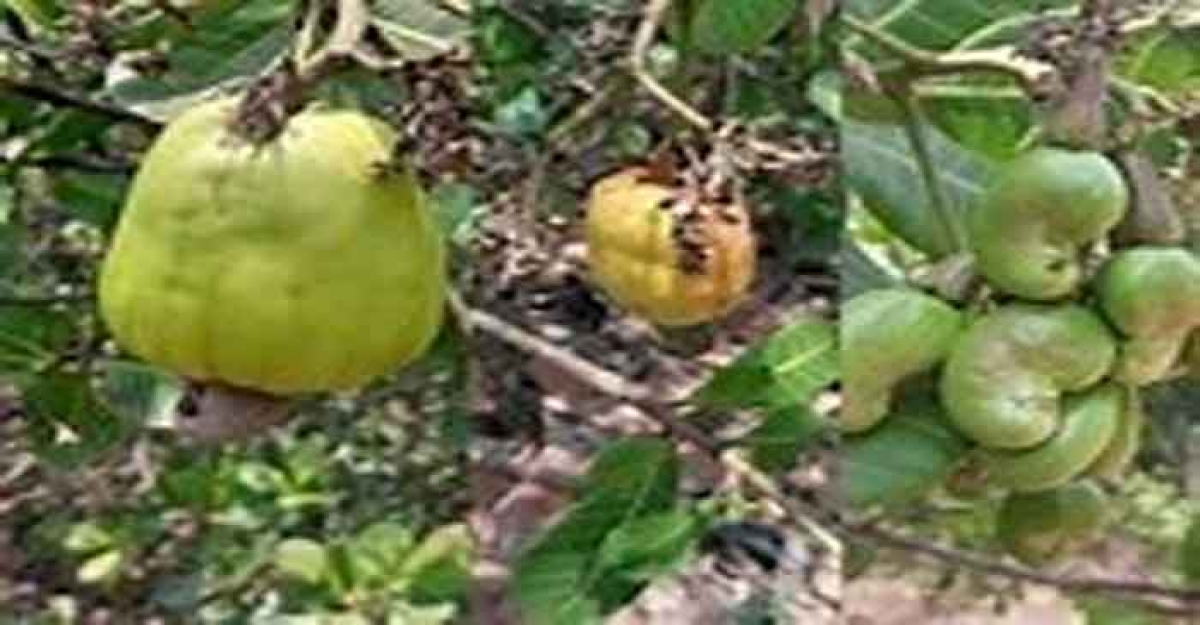 জামালপুরে কাজু বাদাম চাষের উজ্জল সম্ভাবনা