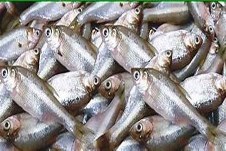 জামালপুরে মলা মাছ চাষে জনপ্রিয়তা বাড়ছে