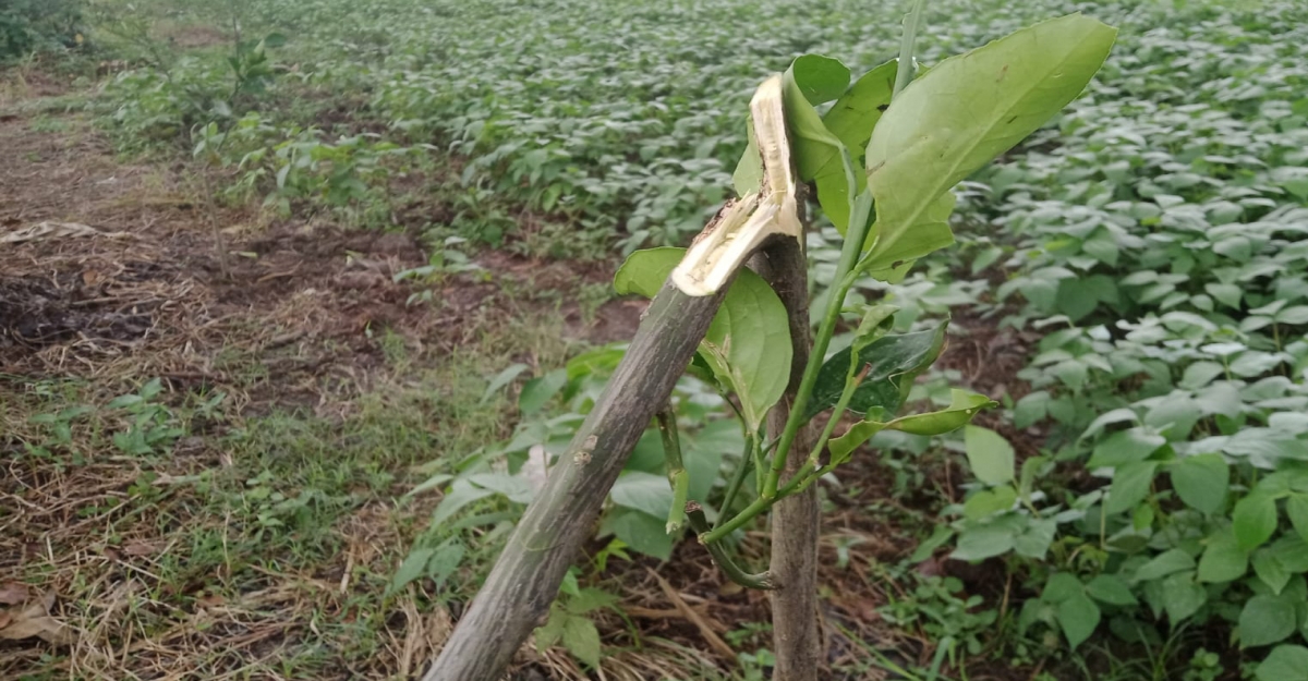 জীবননগরে মাল্টা বাগানের ছয় শতাধিক গাছ কেটে দিল দুর্বৃত্তরা  