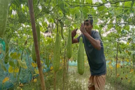 সালথায় লাউ চাষে চমক সৃষ্টি করেছেন শিক্ষার্থী আল আমিন