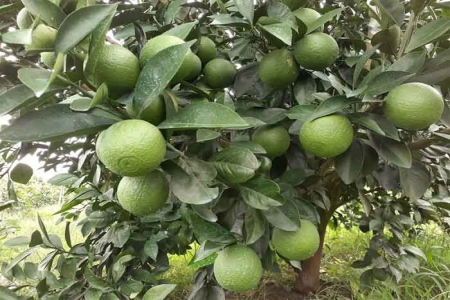 জীবননগরে মাল্টা চাষে আগ্রহী হচ্ছেন অনেকেই
