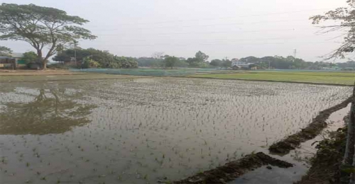 মদনে বৈধ সেচে কৃষি জমিতে পানি দিতে বাধা