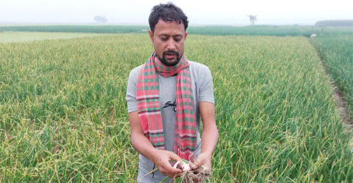  চুয়াডাঙ্গার দামুড়হুদায় ভেজাল ছত্রাকনাশকে পেঁয়াজ চাষিদের সর্বনাশ, কোটি টাকার ক্ষতি