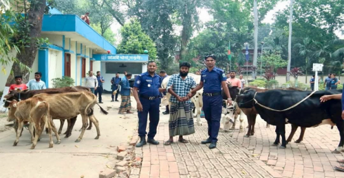নওগাঁয় পুলিশের অভিযানে ১৩টি চোরাই গরু উদ্ধার