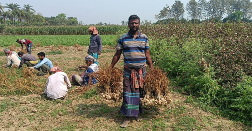 জীবননগরে অধিক লাভের আশায় রসুন চাষে লোকসান গুনতে হচ্ছে চাষিদের