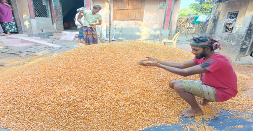 জীবননগরে ভুট্টার ন্যায্য মূল্য না পেয়ে হতাশ চাষিরা