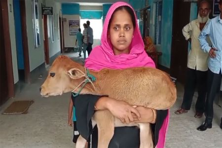 গরু নিয়ে গেছেন বিএনপি নেতা, বাছুর নিয়ে আদালতে নারী