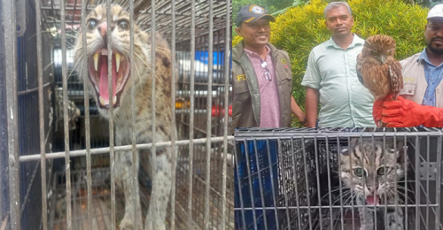 দামুড়হুদায় পার্ক থেকে মেছো বিড়াল, বানর ও হুতুমপেচা জব্দ
