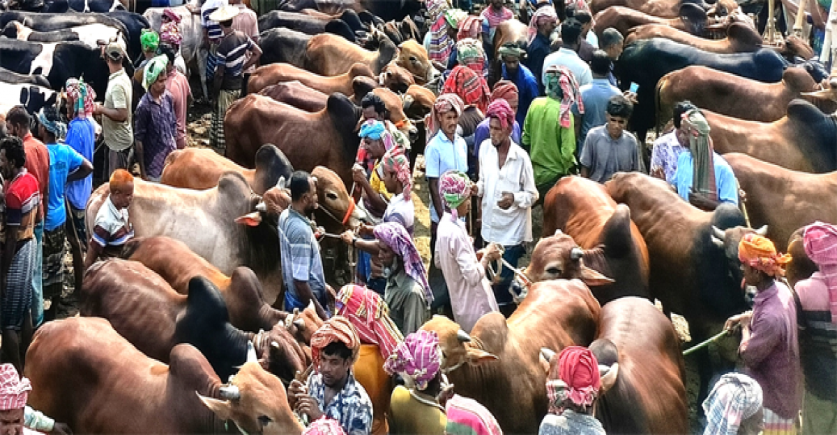 চুয়াডাঙ্গায় কোরবানির ঈদে বিক্রি হবে ১ হাজার কোটি টাকার পশু