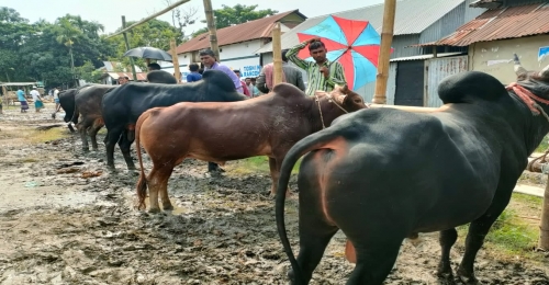 মদনে বিদ্যালয়ের মাঠে গরুর হাট, মলমূত্রে বিনষ্ট পরিবেশ
