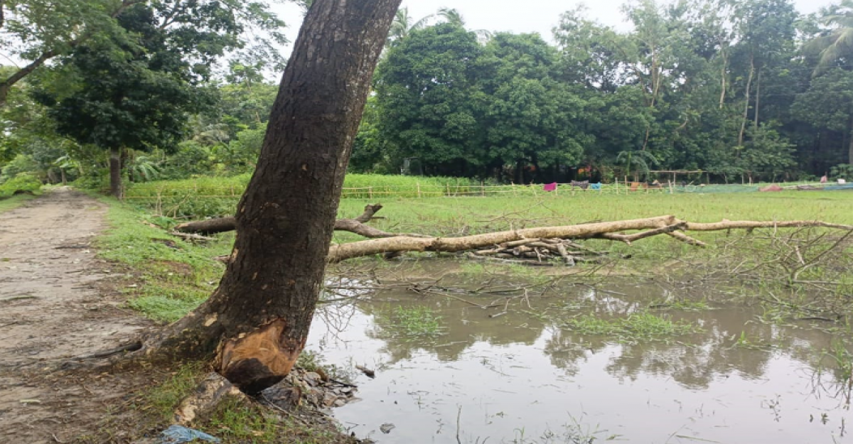 মদনে সরকারি রাস্তার গাছ কাটলেন প্রাথমিক বিদ্যালয়ের শিক্ষক