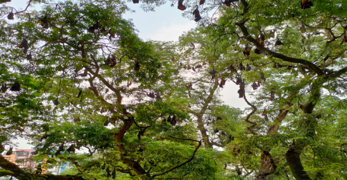 চুয়াডাঙ্গায় তেঁতুলগাছে ২০০ বছর ধরে বসবাস করছে হাজার হাজার বাদুড়