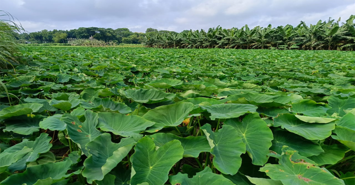  জীবননগরে মুখী কচু চাষ করে পুঁজি হারানোর শঙ্কায় চাষিরা