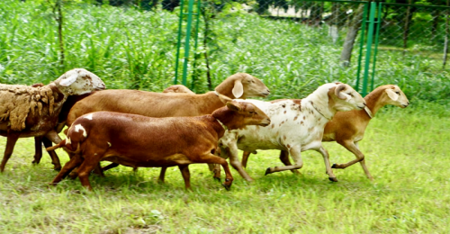 চুয়াডাঙ্গায় কৃত্রিম মরুভূমিতে বেড়ে উঠছে দুম্বা