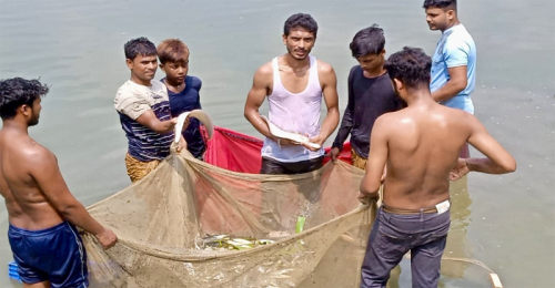 পূর্ব শত্রুতার জেরে পুকুরে বিষ দিয়ে ৩০ লক্ষ টাকার মাছ নিধন 